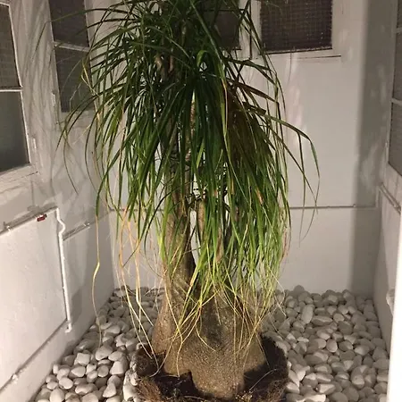 Luxury Catedral مالقة